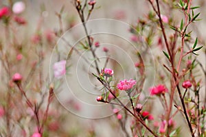 Manuka Tea-treeã€Broom Teatree.